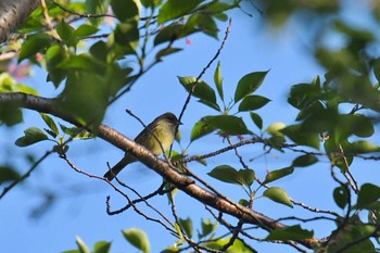 Sat, 4/25/2020 Birding report at Kinuta Park