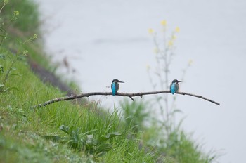 カワセミ 神奈川県　綾瀬市 2016年4月3日(日)