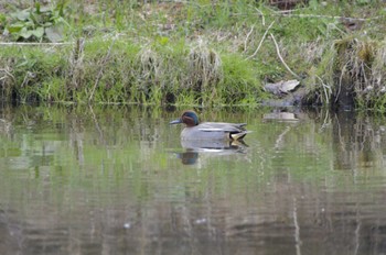 2020年4月25日(土) 百合が原公園の野鳥観察記録