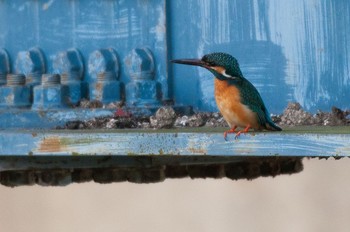 Common Kingfisher Unknown Spots Thu, 3/31/2016