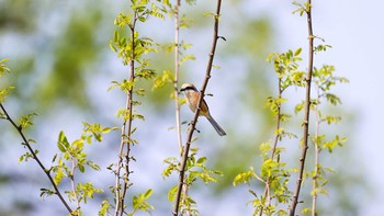 Bull-headed Shrike 八王子浅川 Sat, 4/25/2020