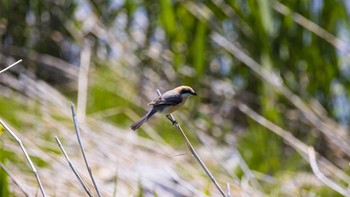 Bull-headed Shrike 八王子浅川 Sat, 4/25/2020