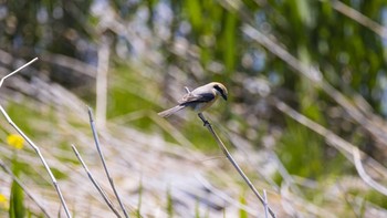 Bull-headed Shrike 八王子浅川 Sat, 4/25/2020