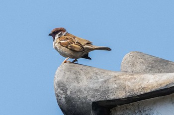 Eurasian Tree Sparrow 京都市西京区 Sat, 4/25/2020