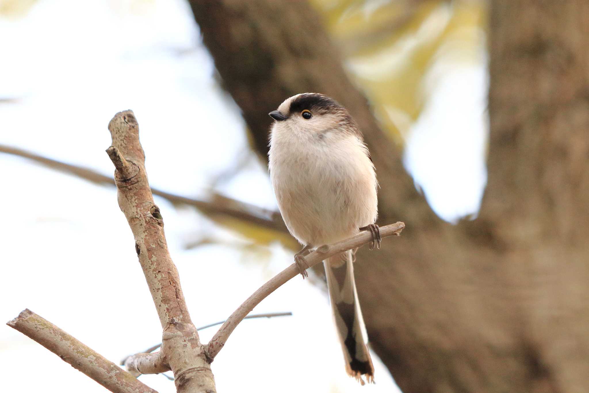 Long-tailed Tit