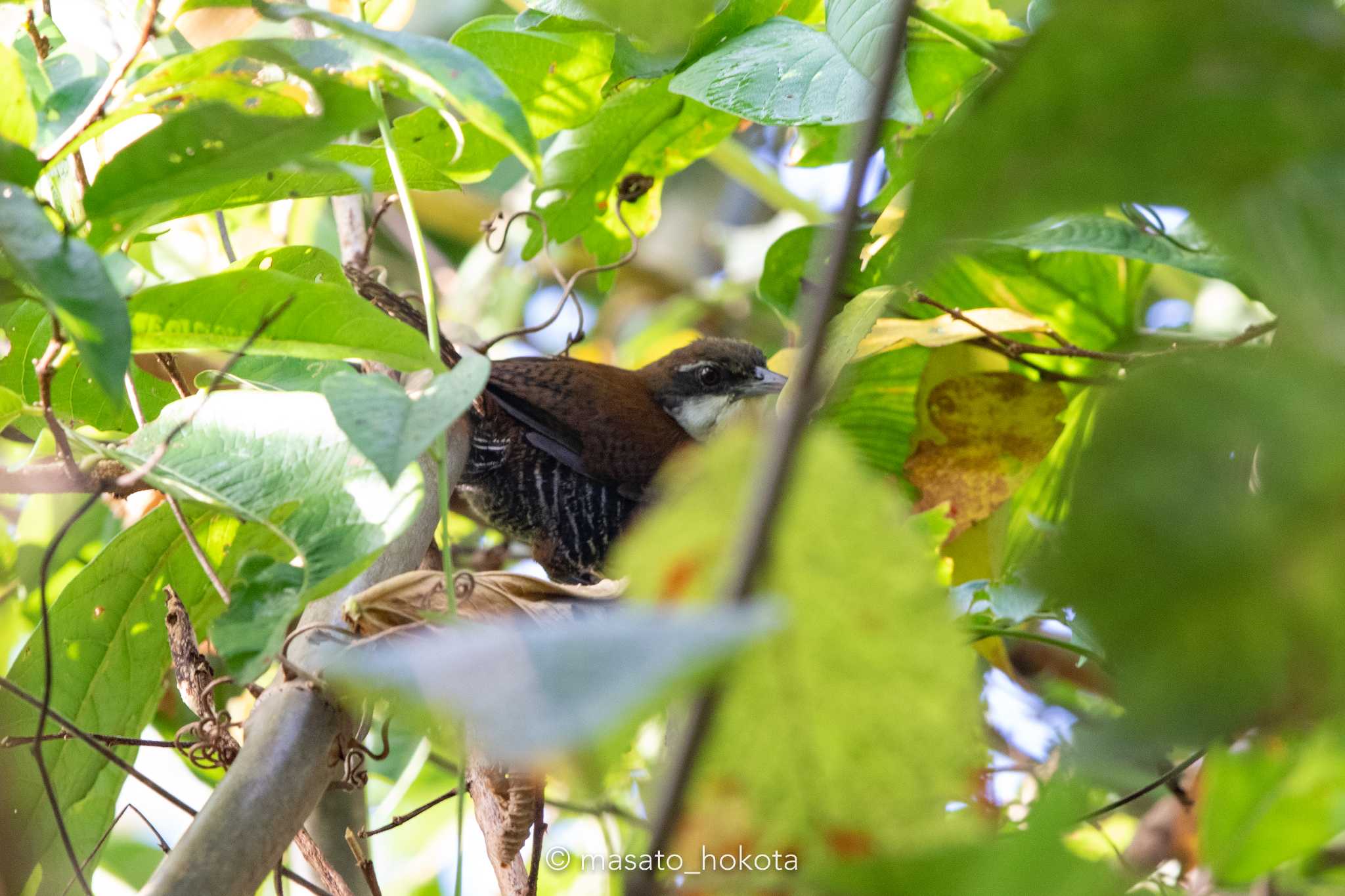 Photo of Black-bellied Antwren at Pipeline Road(Gamboa) by Trio