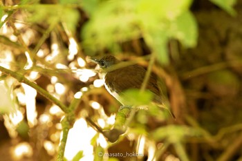 Chestnut-backed Antbird Pipeline Road(Gamboa) Wed, 1/2/2019