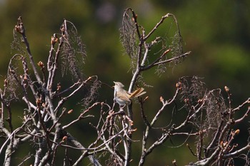 ウグイス 福島県 2020年4月25日(土)