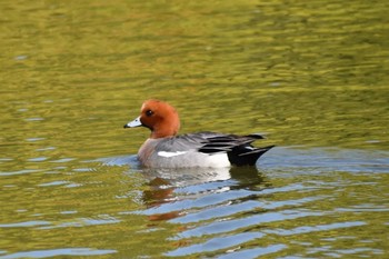 Eurasian Wigeon Akashi Park Sat, 4/25/2020