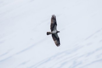 Osprey Yamanakako Lake Sat, 4/9/2016