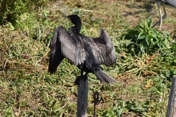 Great Cormorant Akashi Park Sat, 4/25/2020