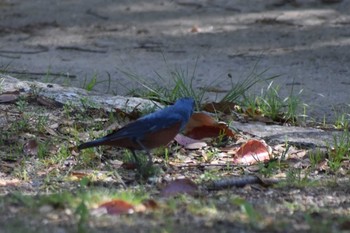 Blue Rock Thrush Akashi Park Sat, 4/25/2020