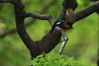 Common Kingfisher 愛知県 知多半島 Wed, 4/22/2020