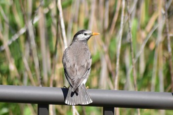 White-cheeked Starling 平磯緑地公園 Sat, 4/25/2020