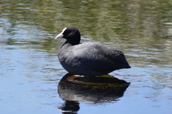 Eurasian Coot 平磯緑地公園 Sat, 4/25/2020