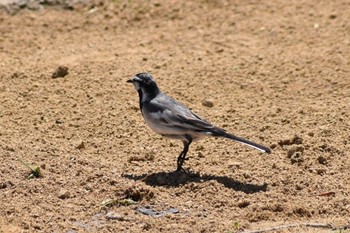 ハクセキレイ 平磯緑地公園 2020年4月25日(土)