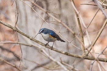 Red-flanked Bluetail 河口湖周辺 Sat, 4/9/2016