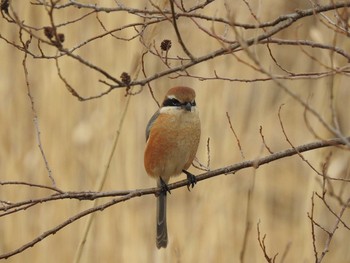 Bull-headed Shrike Mizumoto Park Sat, 2/15/2020