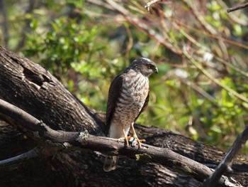 Japanese Sparrowhawk Showa Kinen Park Wed, 3/18/2020