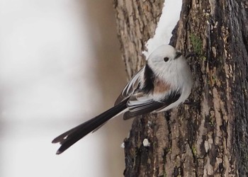 Long-tailed tit(japonicus) Asahiyama Memorial Park Wed, 2/15/2017