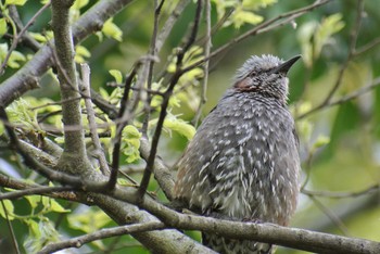 ヒヨドリ 大阪南港野鳥園 2020年4月24日(金)