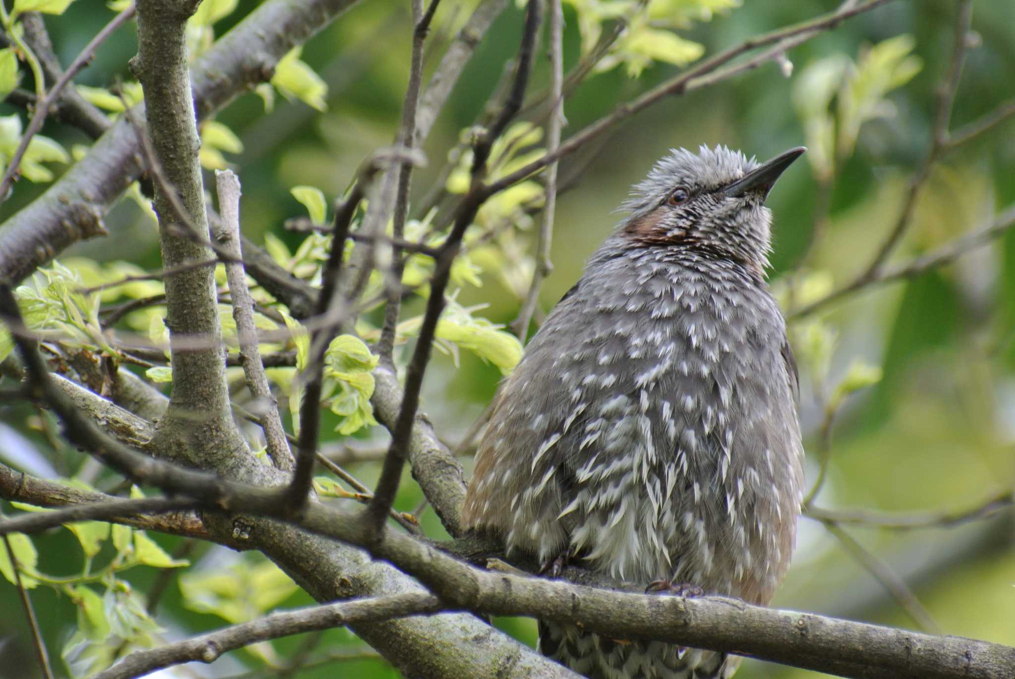 大阪南港野鳥園 ヒヨドリの写真 by Daguchan