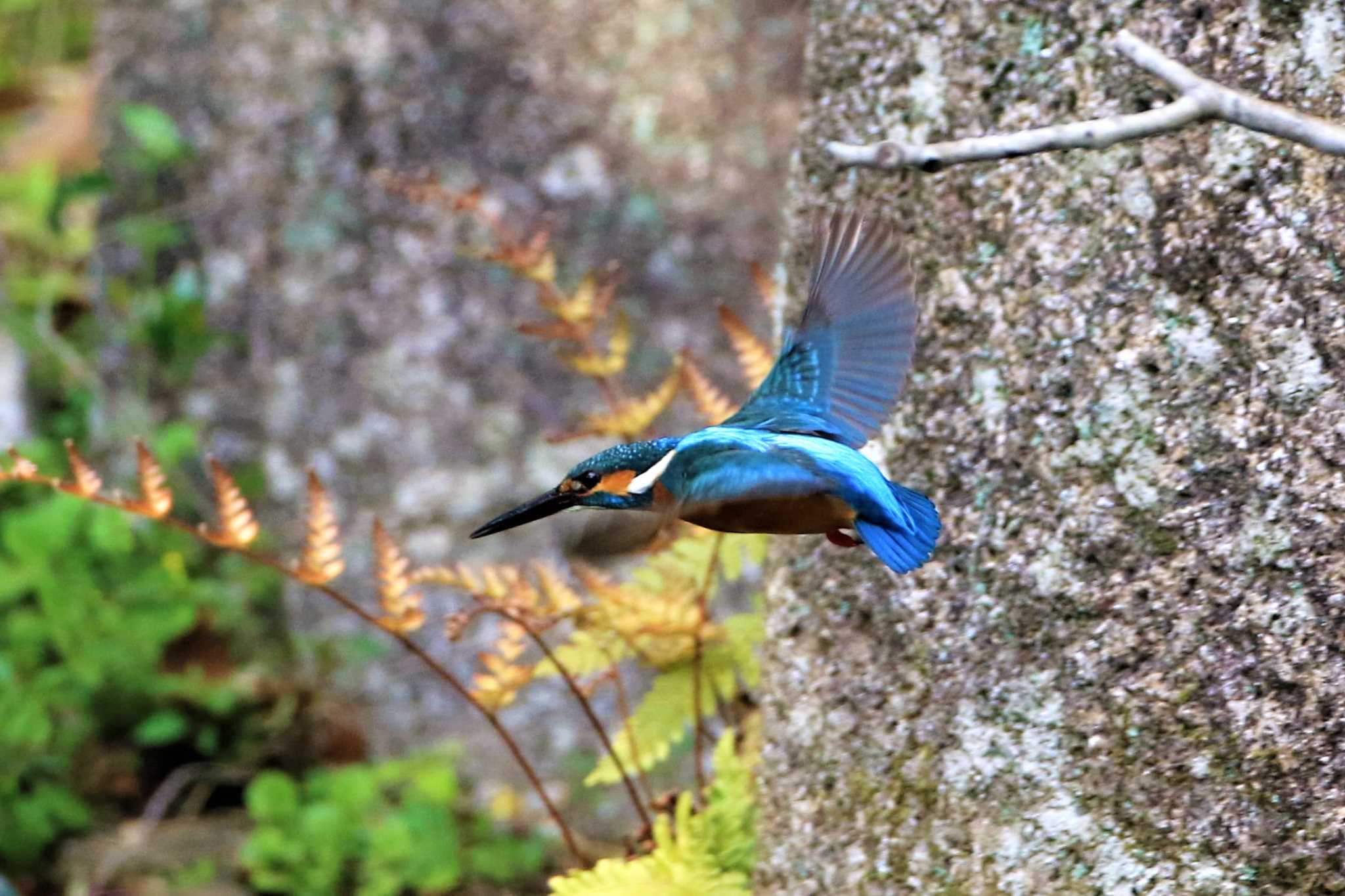 Photo of Common Kingfisher at  by 伊藤 陽星