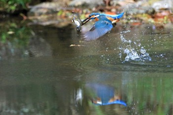 カワセミ 場所が不明 2020年4月15日(水)