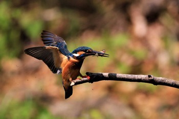 Common Kingfisher Unknown Spots Thu, 4/16/2020