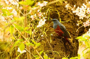 Blue Rock Thrush 東京都 Sat, 4/4/2020