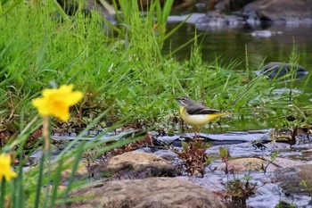 Grey Wagtail 新潟市 Sun, 4/26/2020