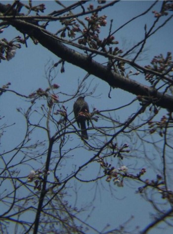 ヒヨドリ 日比谷公園 2012年4月3日(火)