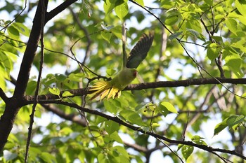 Sun, 4/26/2020 Birding report at Kinuta Park