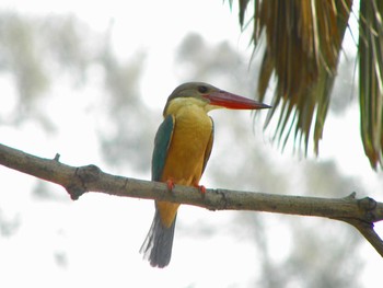 Stork-billed Kingfisher Havelock Island Sun, 3/14/2010