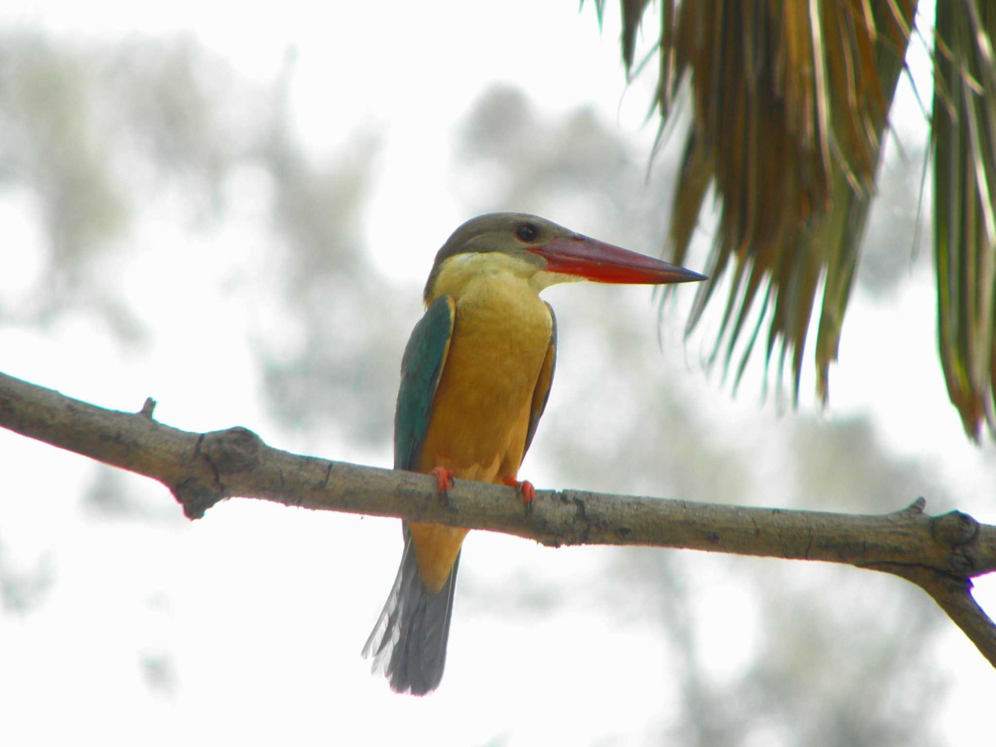 Stork-billed Kingfisher