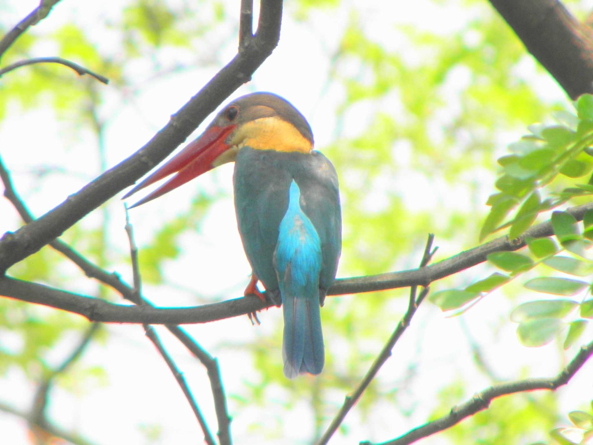 コウハシショウビン