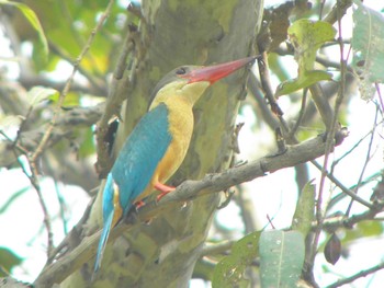 Stork-billed Kingfisher Havelock Island Sun, 3/14/2010