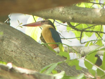 Stork-billed Kingfisher Havelock Island Sun, 3/14/2010