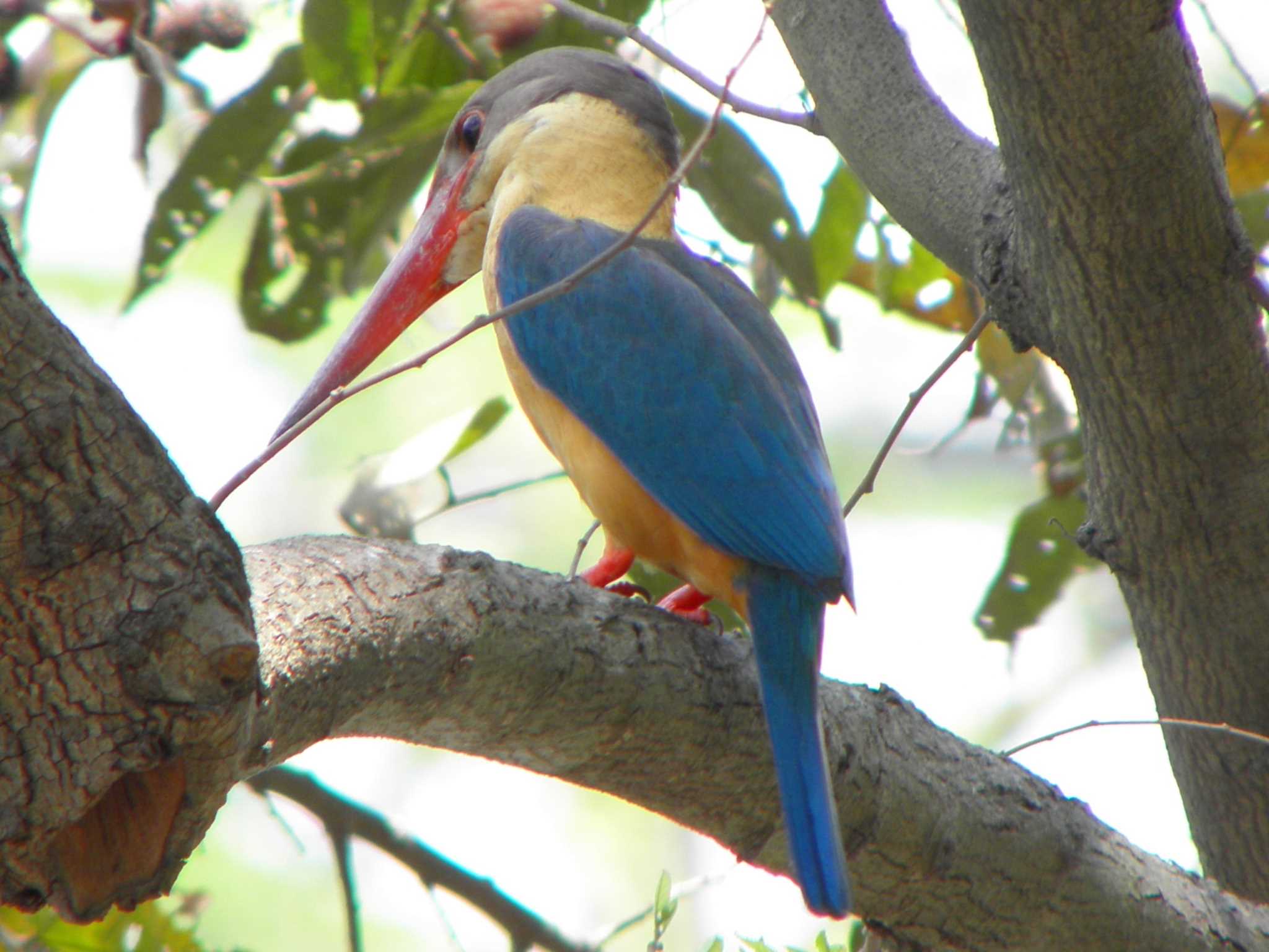 Stork-billed Kingfisher