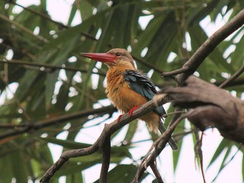 Stork-billed Kingfisher Havelock Island Sun, 3/14/2010