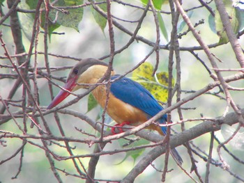 Stork-billed Kingfisher Havelock Island Sun, 3/14/2010