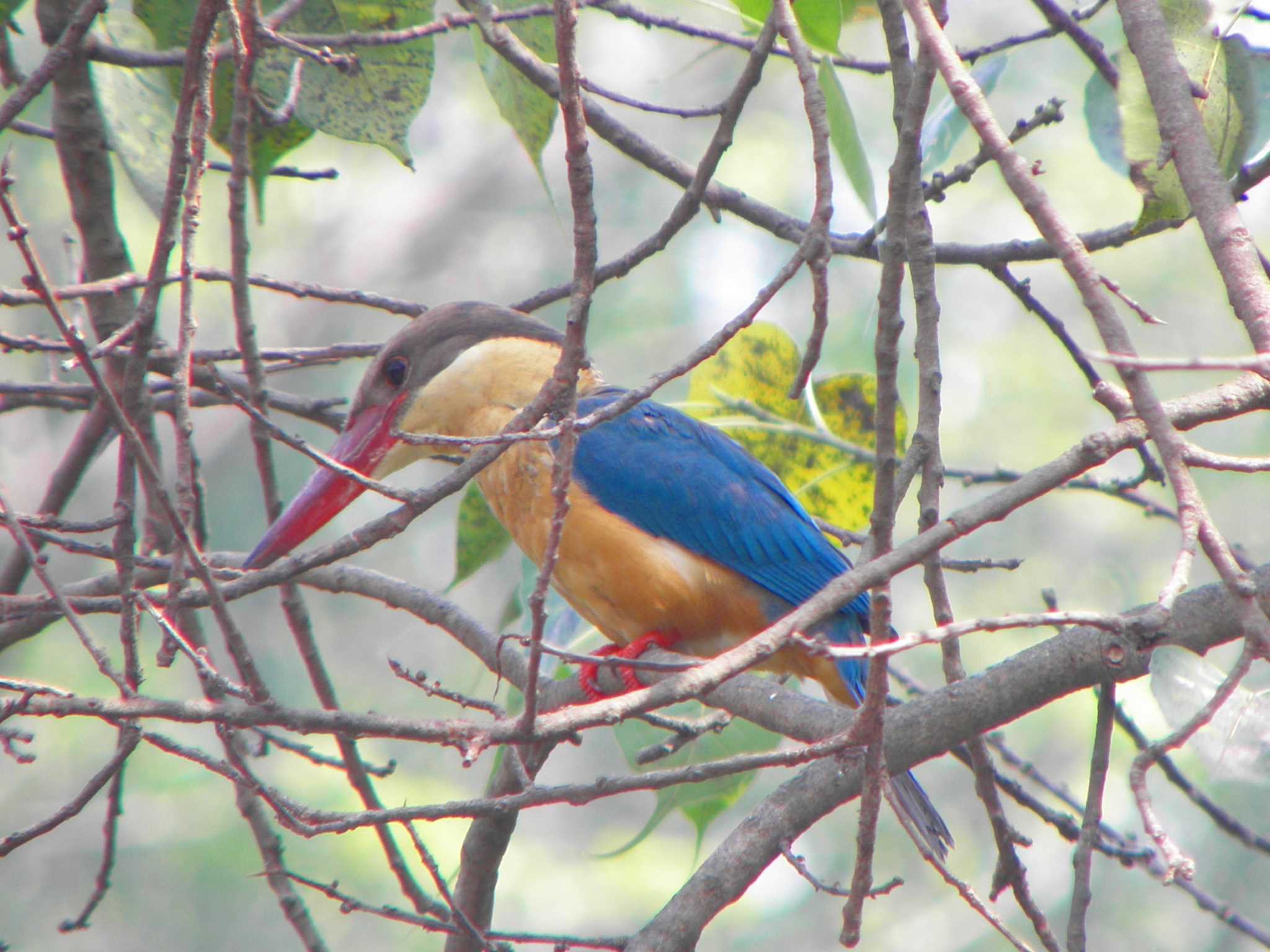 Stork-billed Kingfisher