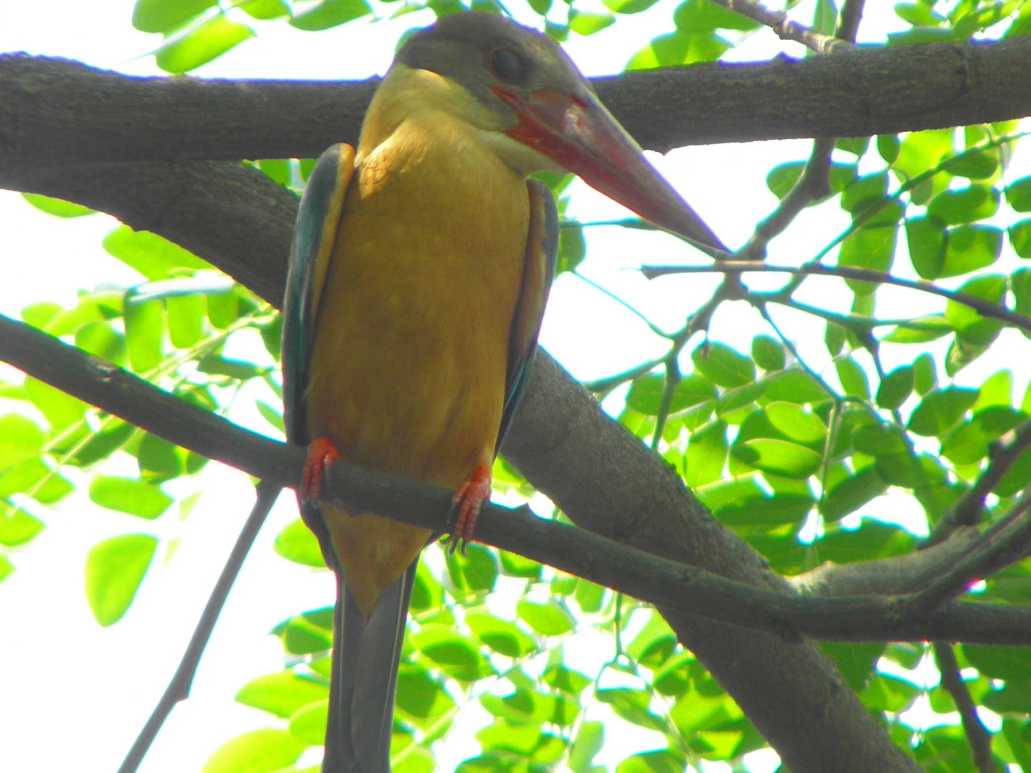 Stork-billed Kingfisher