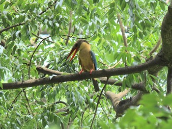 Stork-billed Kingfisher Havelock Island Sun, 3/14/2010