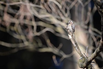 Japanese Pygmy Woodpecker 長野県　大芝公園 Sat, 4/25/2020