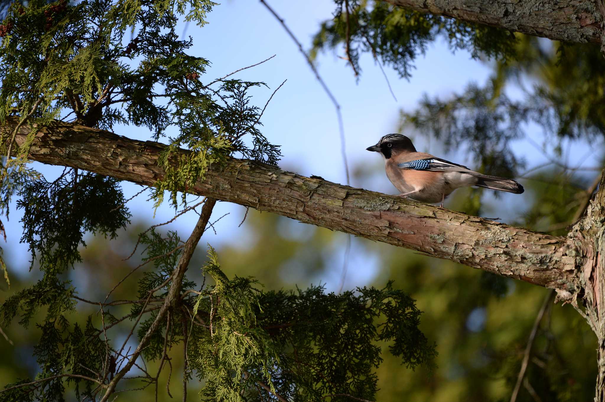 Photo of Eurasian Jay at 長野県　大芝高原 by zuboran