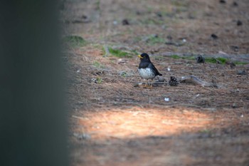 Japanese Thrush 長野県　大芝高原 Sat, 4/25/2020