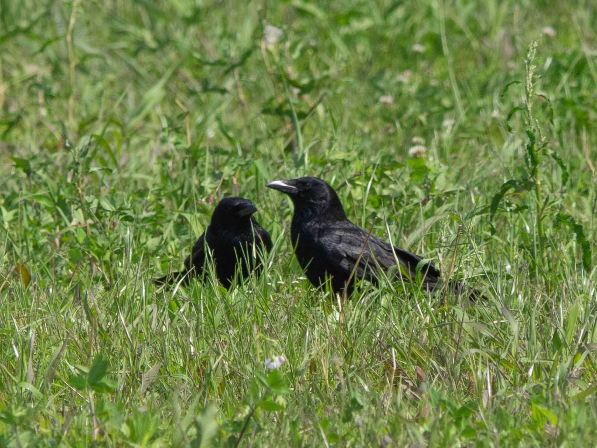 人間が外出自粛を強いられる中、堂々とラブラブなカラス by Tosh@Bird