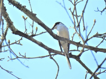 Sun, 4/26/2020 Birding report at 栃木県民の森