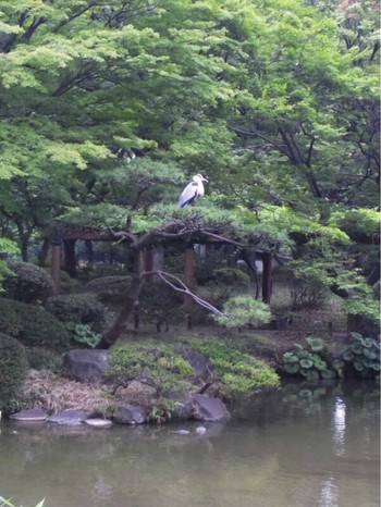 アオサギ 日比谷公園 2014年6月23日(月)